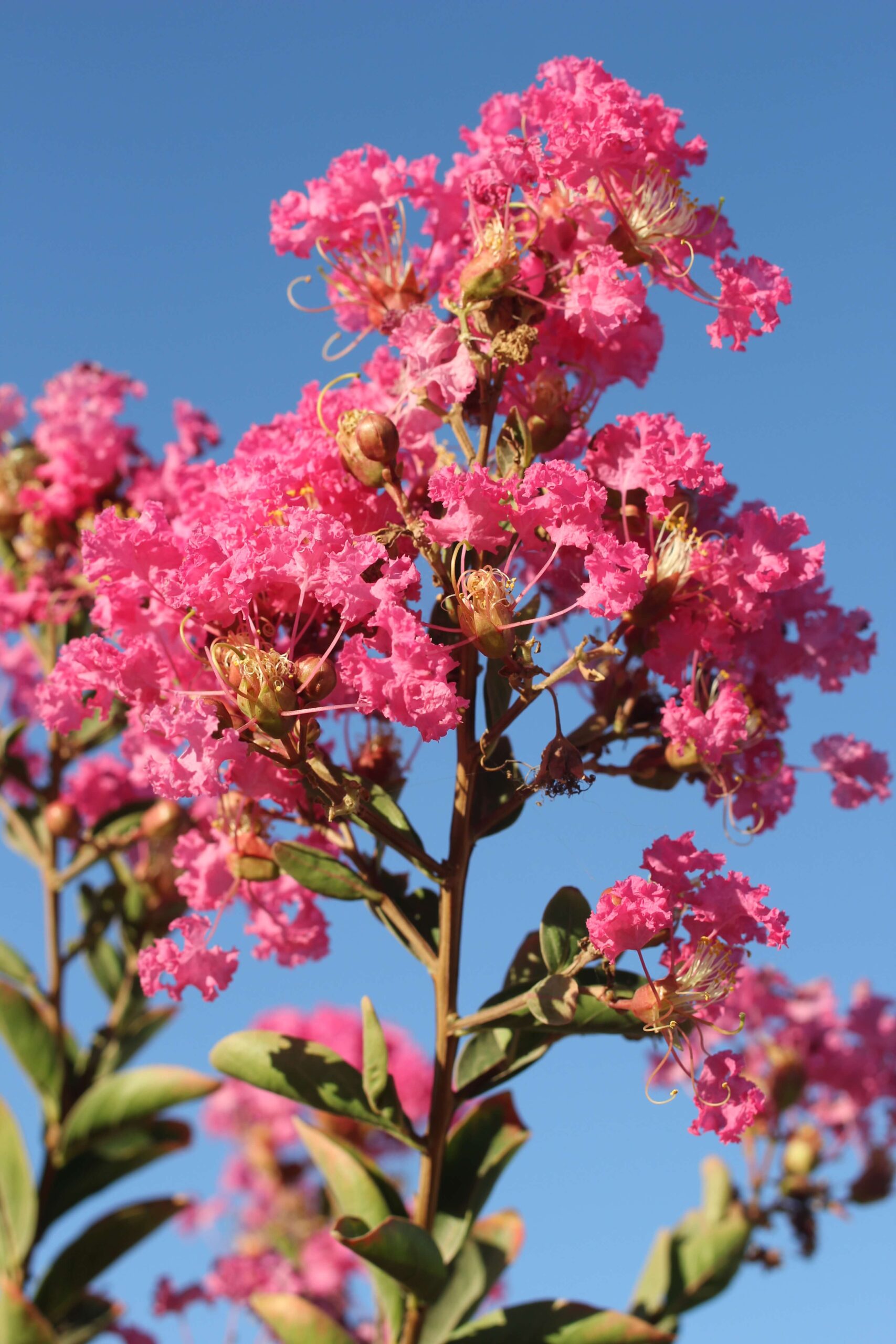 crespon fucsia grande - Imagen 2