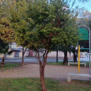 Peumo ( cryptocarya alba) 1,8 mts altura