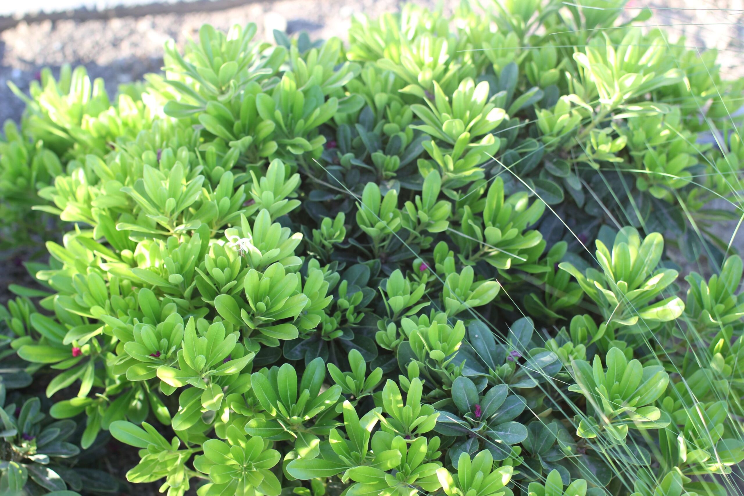 Tobira enana (Pittosporum tobira) - Imagen 4