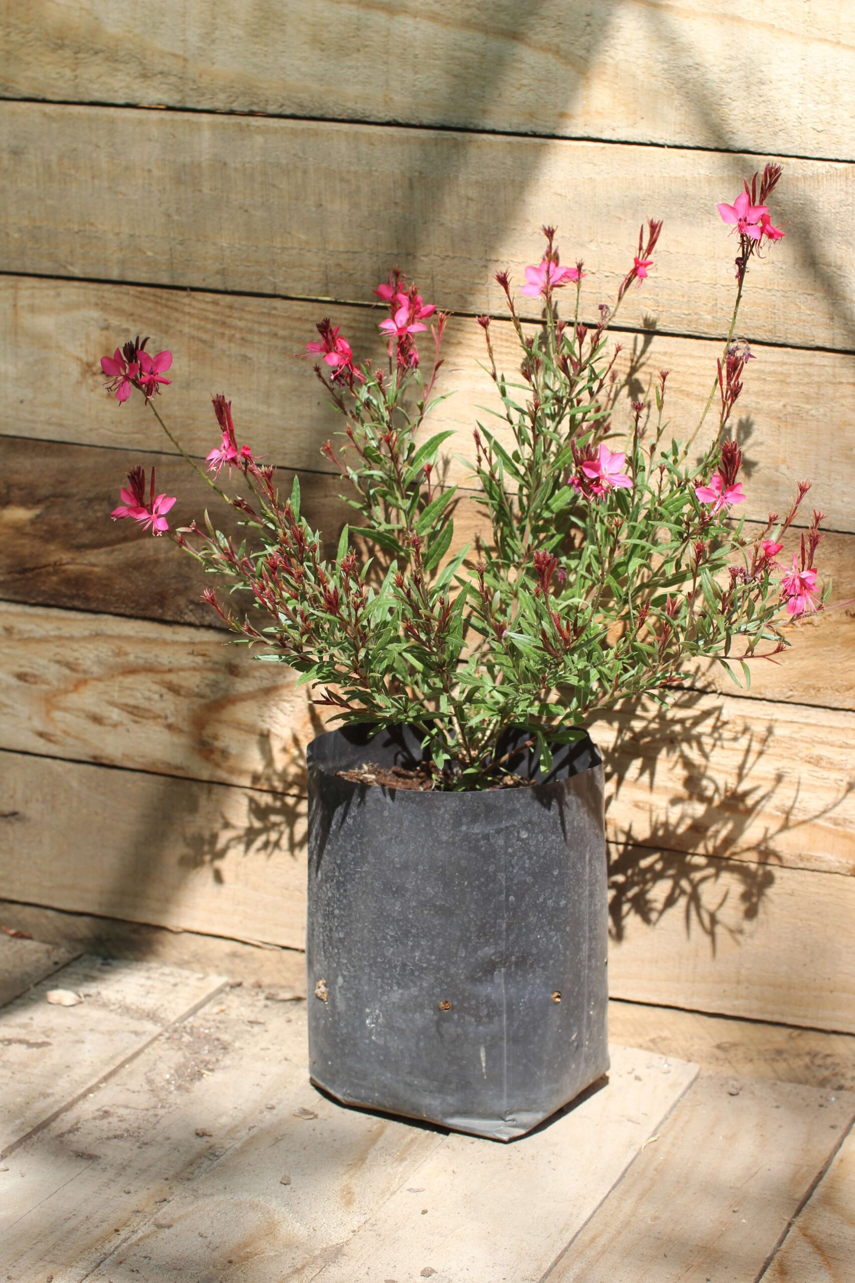 Gaura rosada (gaura lindheimeri) - Imagen 7