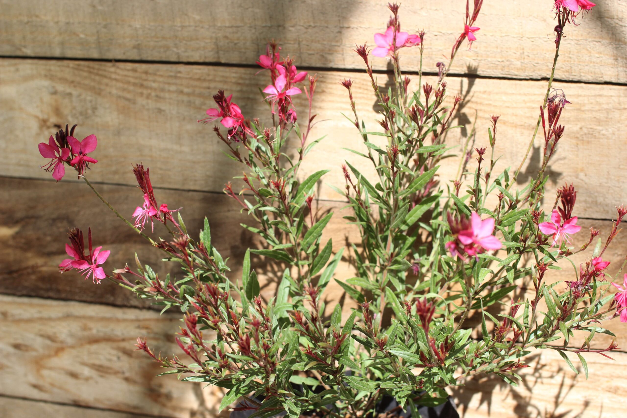 Gaura rosada (gaura lindheimeri) - Imagen 6