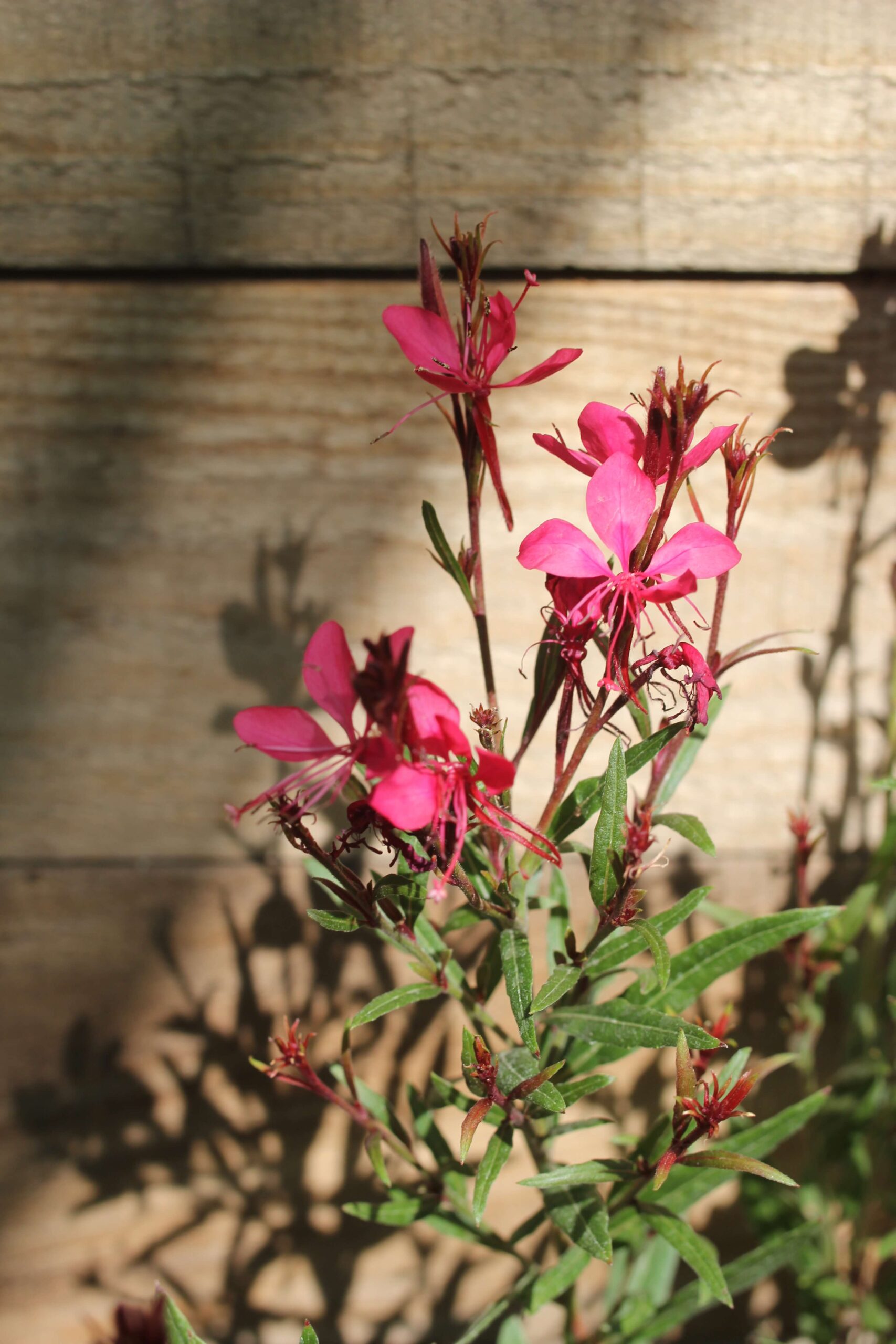 Gaura rosada (gaura lindheimeri) - Imagen 5