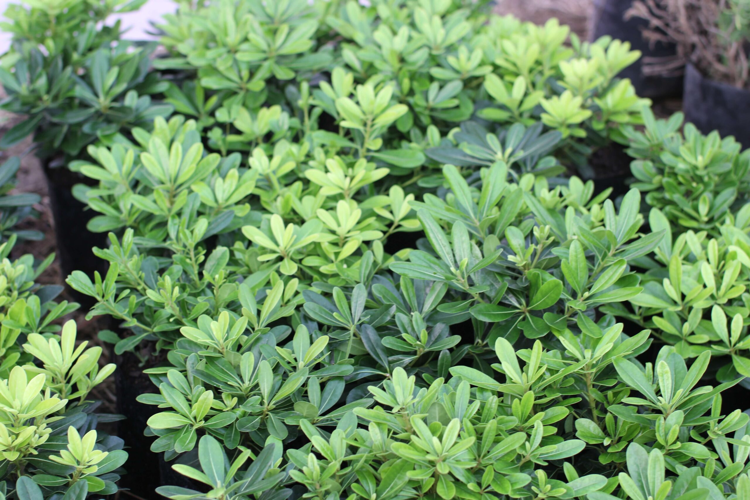 Tobira enana (Pittosporum tobira) - Imagen 7