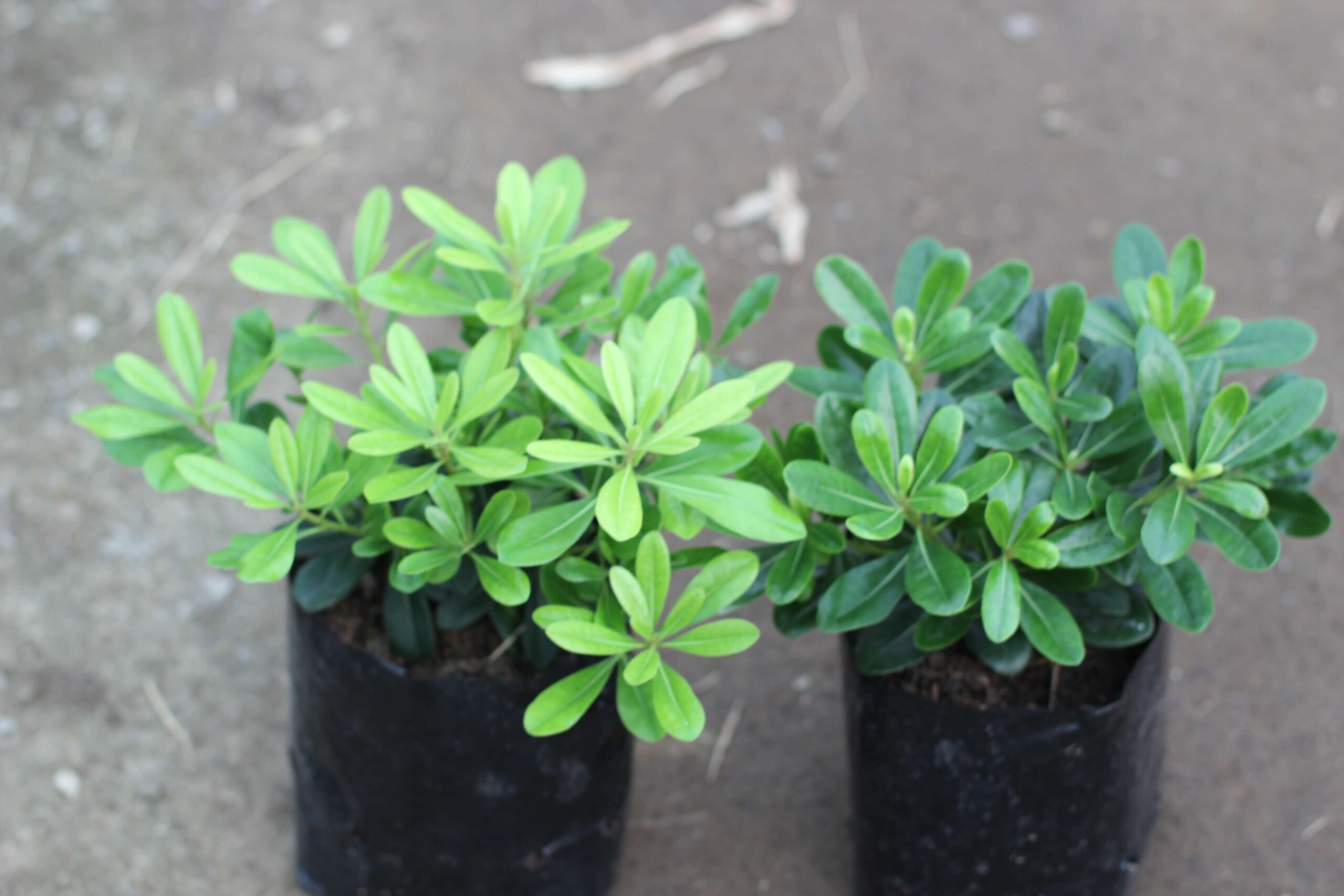 Tobira enana (Pittosporum tobira) - Imagen 5