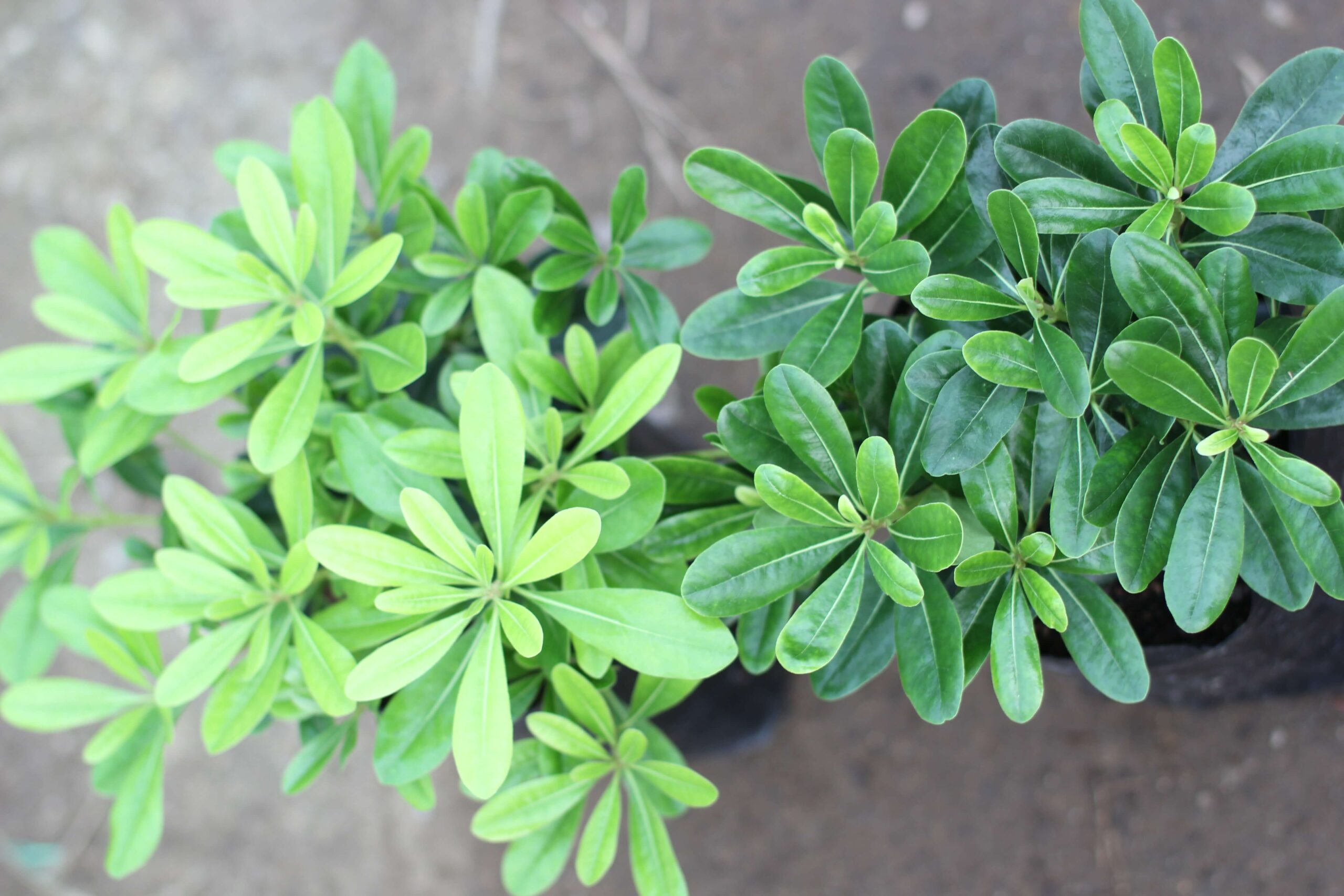 Tobira enana (Pittosporum tobira) - Imagen 6