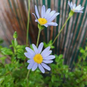 agathea margarita azul