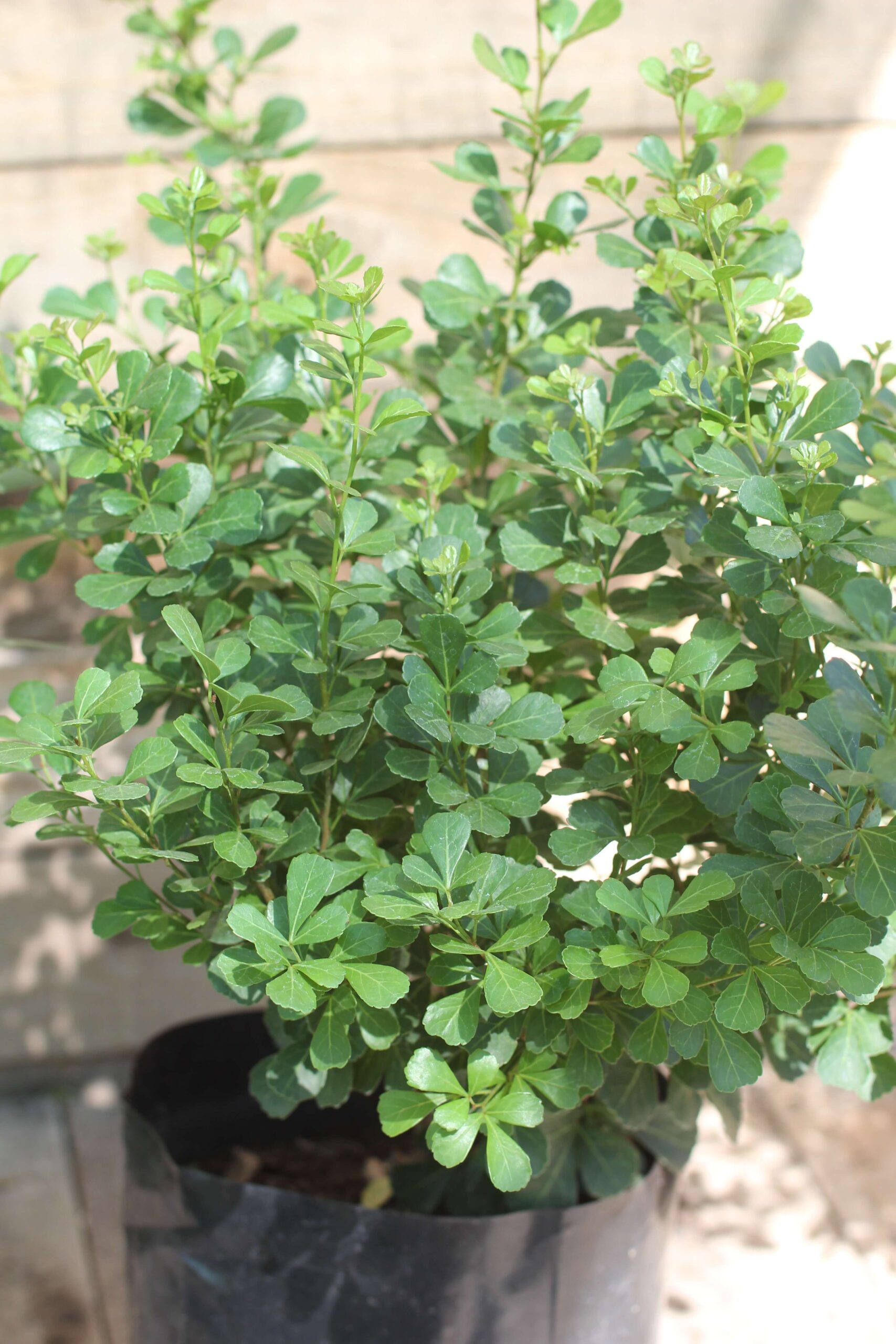 rhus crenata - Imagen 4