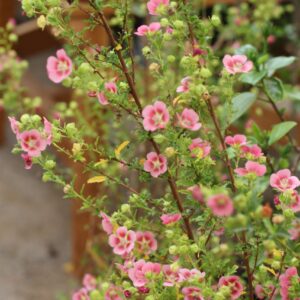 anisodontea capensis