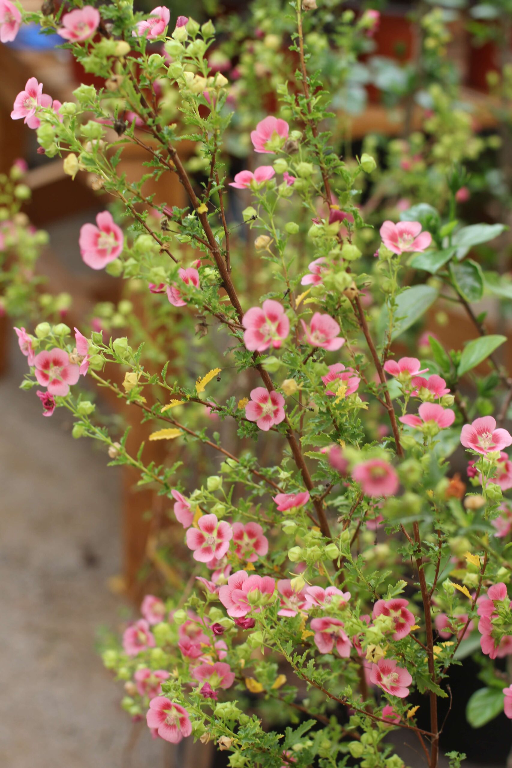 anisodontea capensis