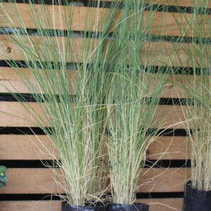 Pennicetum ruppelianum