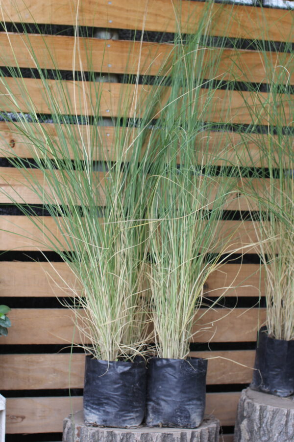 Pennicetum ruppelianum