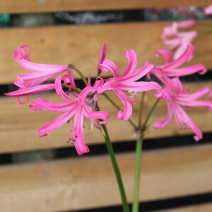 Nerines variedad bowdenni