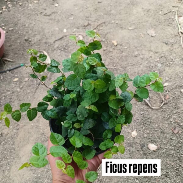 Ficus repens