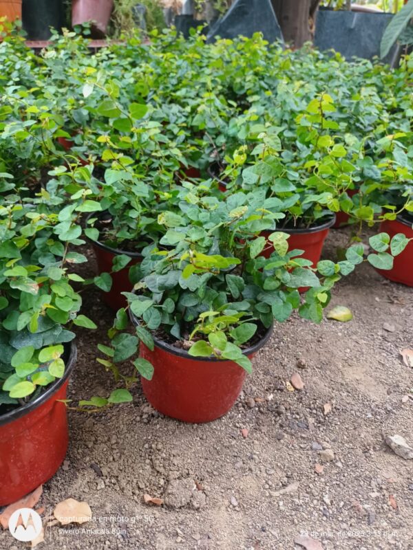 Ficus repens - Imagen 2