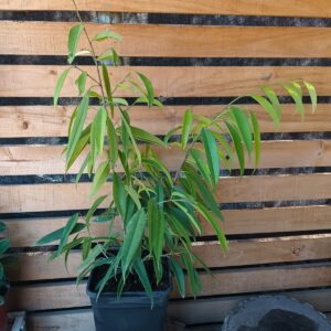 Ficus ali