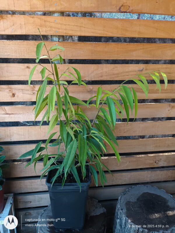 Ficus ali