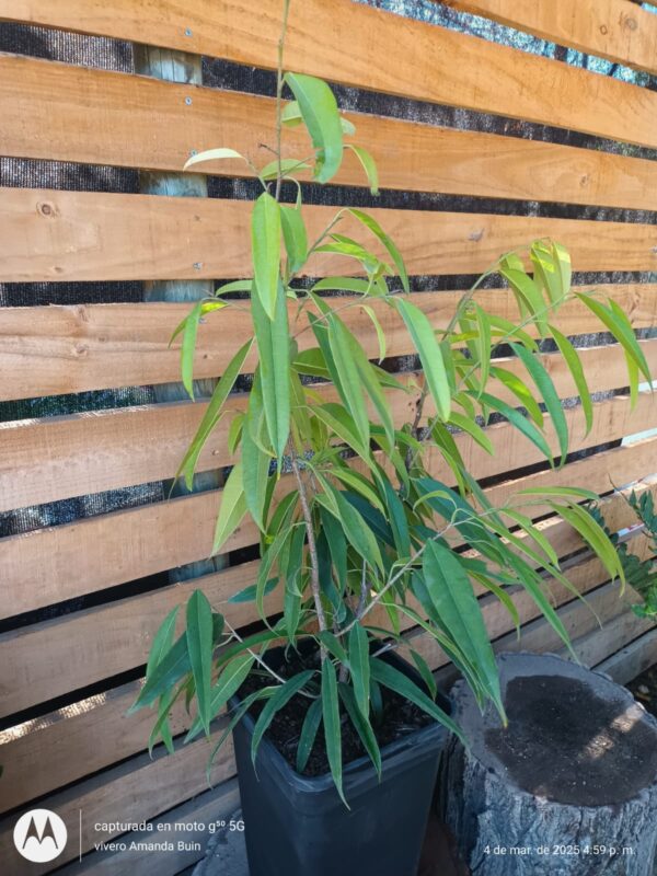 Ficus ali - Imagen 2
