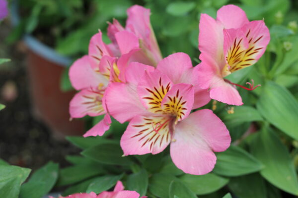 Alstroemeria enana - Imagen 3