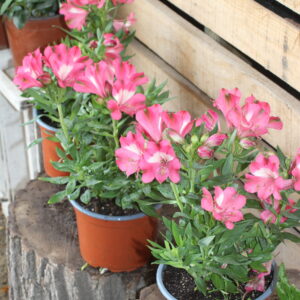 Alstroemeria enana