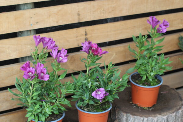 Alstroemeria enana - Imagen 9