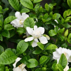Gardenia Jasminoides Xl