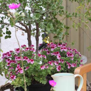 pelargonio enano