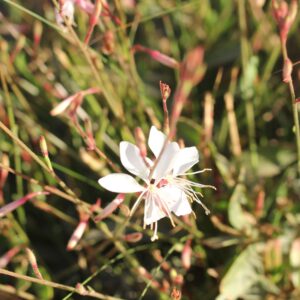 gaura blanca